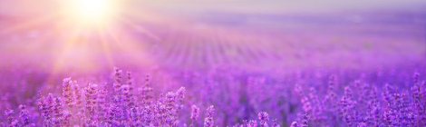 The Art of Abundant Living: Seeing The Color Purple